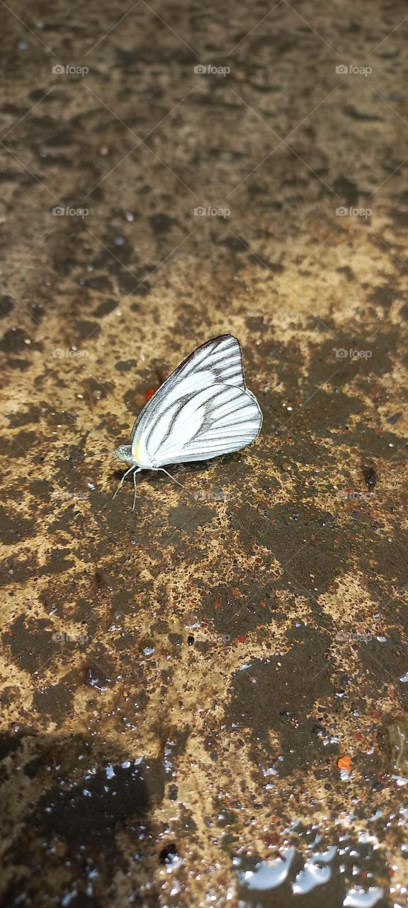 Beautiful little butterflies perched on the wet terrace