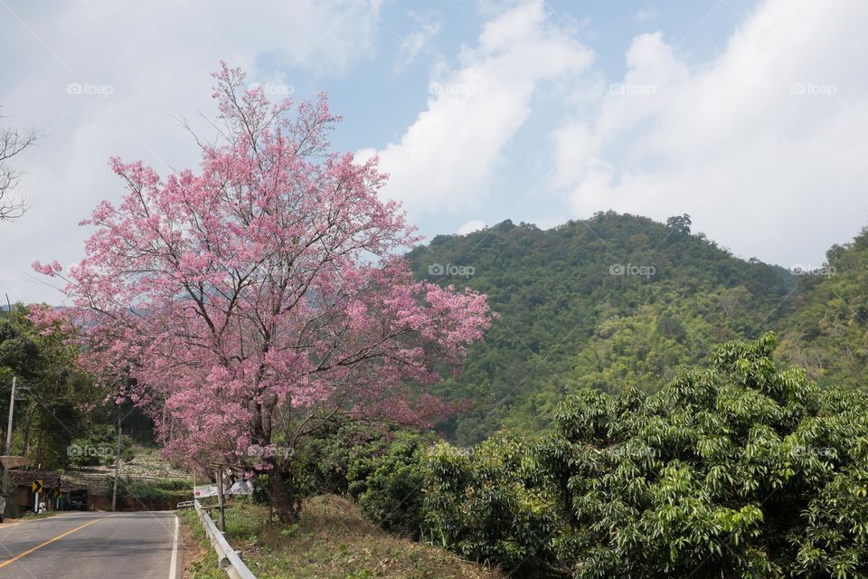 Flowering Cherry Blossom Tree with cherry blossom flowers planted at roadside in Thailand