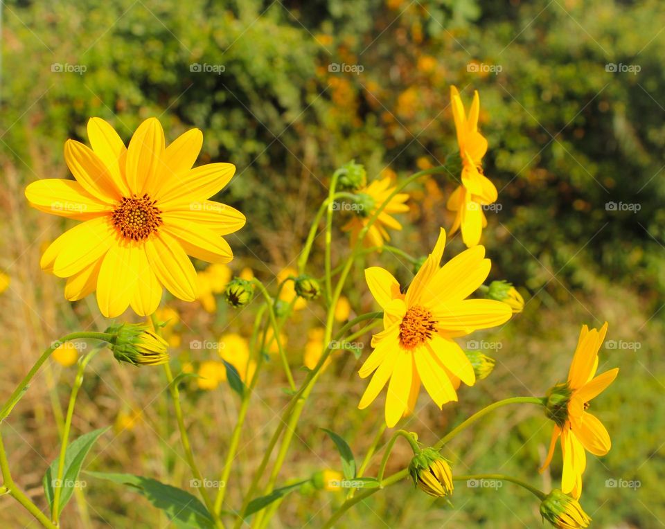 Decorative sunflower in the yard