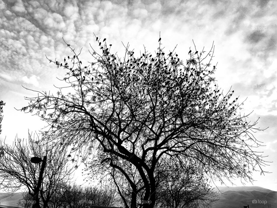 Black and white photo with trees with birds in them and clouds through out the photo. Mountains in back ground.