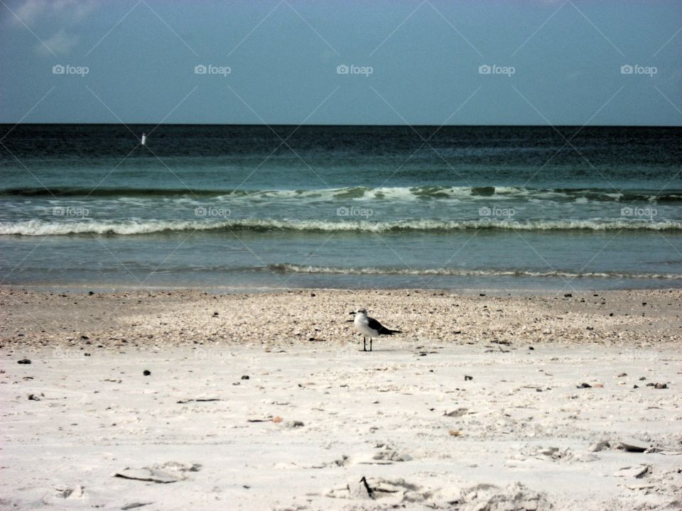 Honeymoon Island in Dunedin, FL