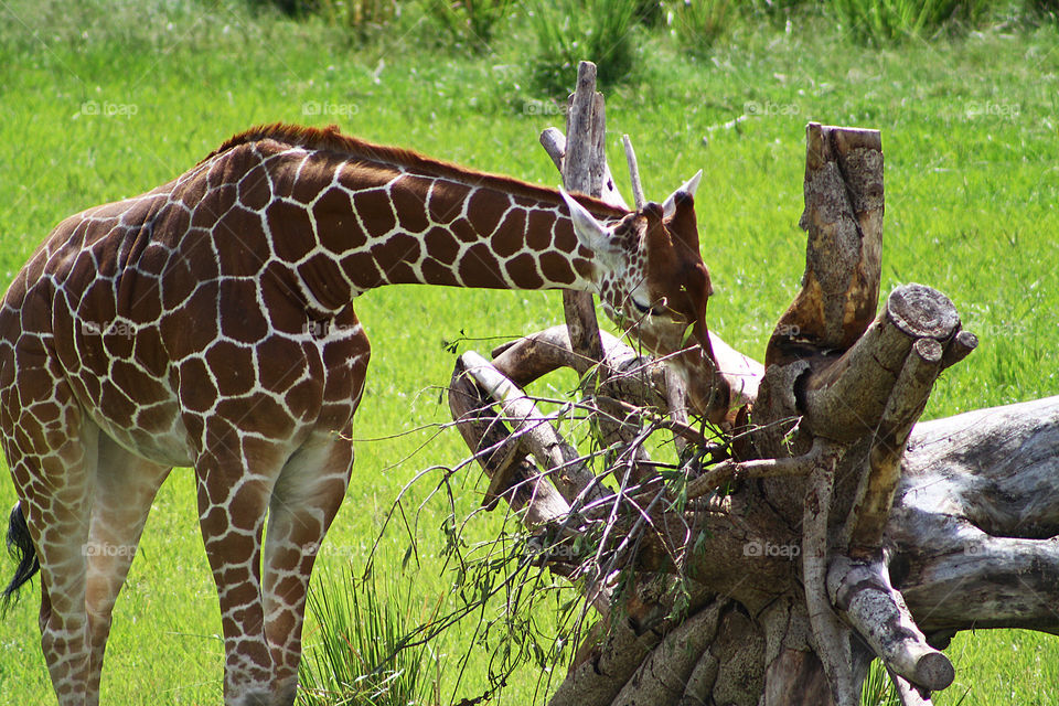 Beautiful giraffe interested in driftwood