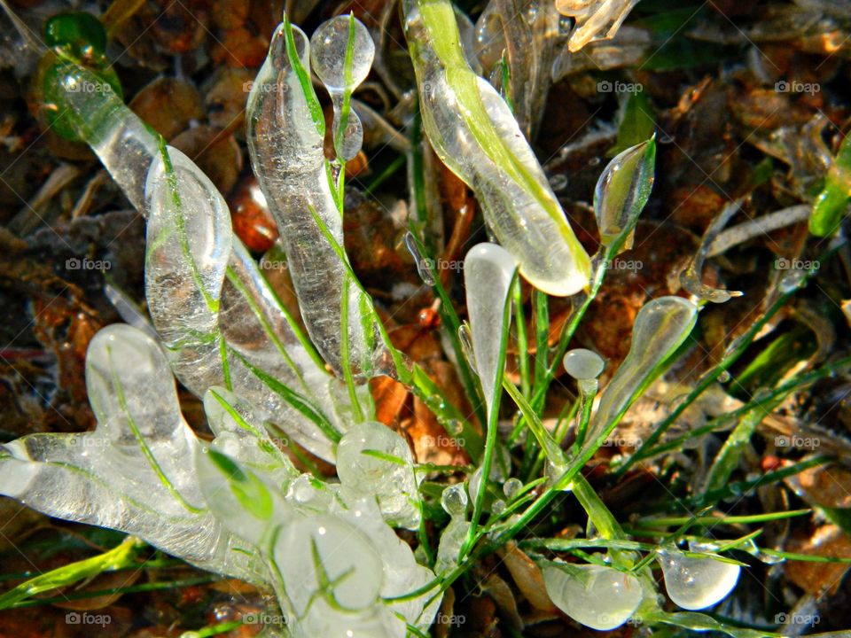 Frosty Marvels: Nature’s Icy Artistry - Surprise frost/ice - Notice a coating of ice crystals, formed by moisture in the air overnight, among other things. This ice usually forms as white ice crystals or frozen dew drops on the grounds surface