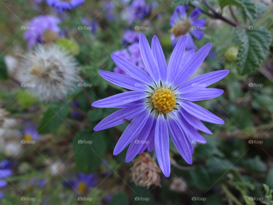 Purple flower