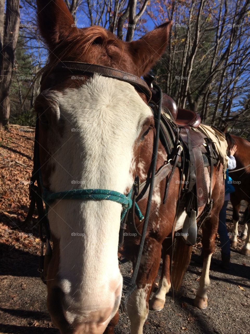 Horseback ride in Shenandoah