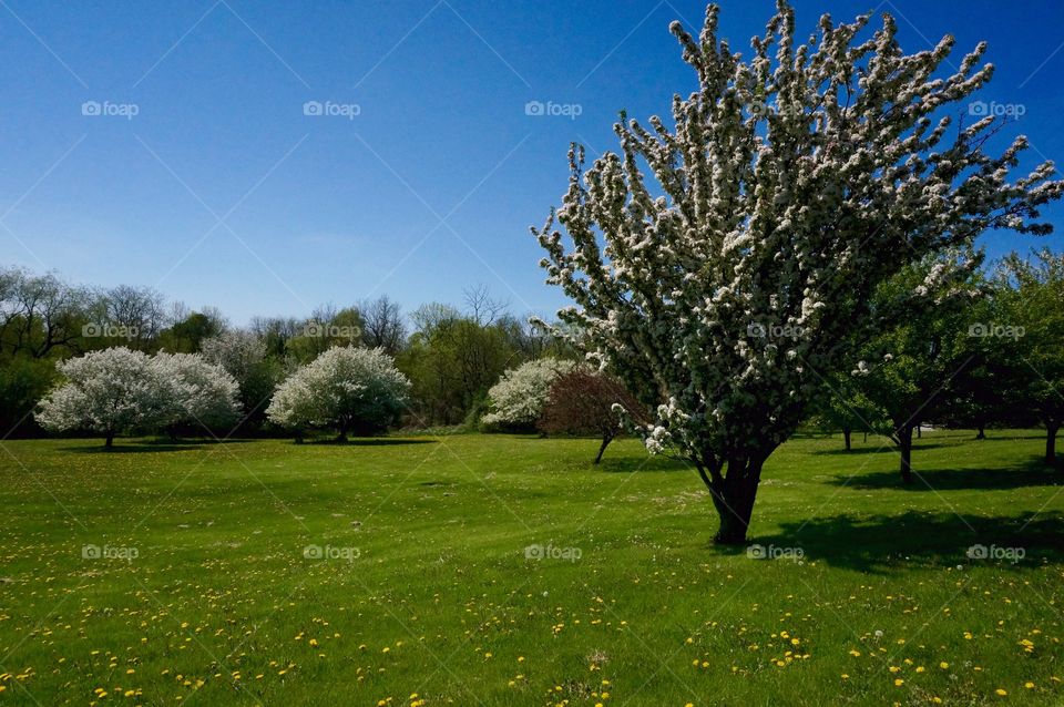 Flowering Trees. Dandelion Grass