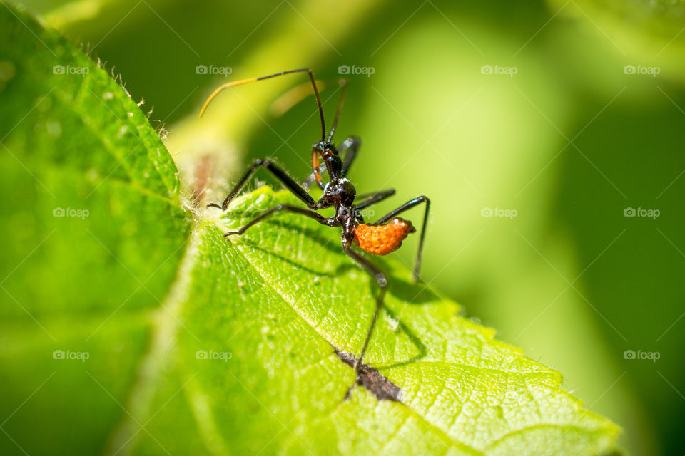 Assassin Bug Nymph Insect Close Up on a Leaf 5