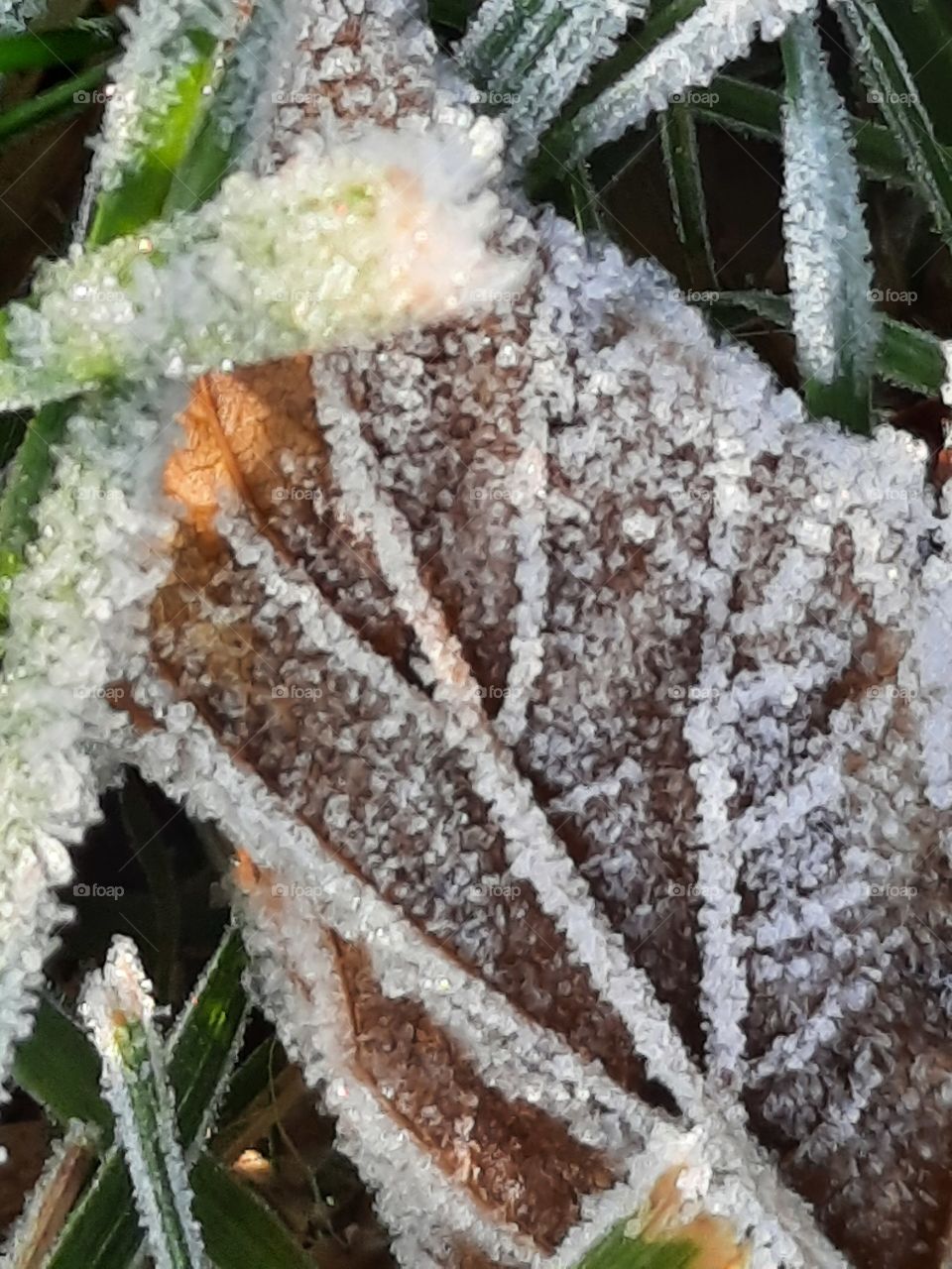 first autumn frost on fallen sunlit leaves