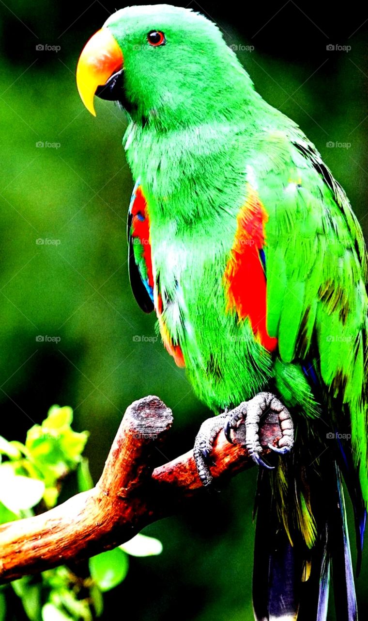 so nice Bird it's colour so pretty and beautiful it's a parrot all person like so much really looks so pretty green parrot