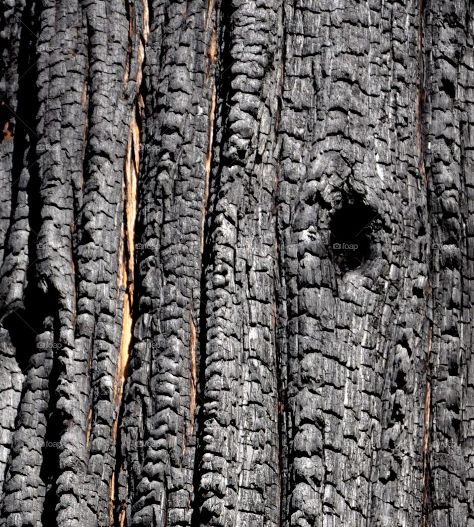 Remains of a forest fire