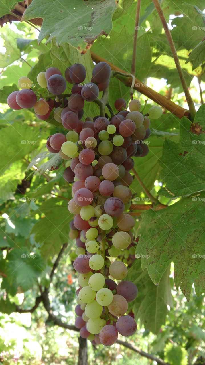 Grapes on branch