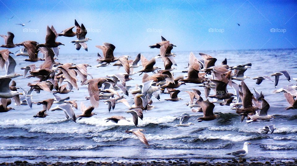 Seagulls Vancouver Island