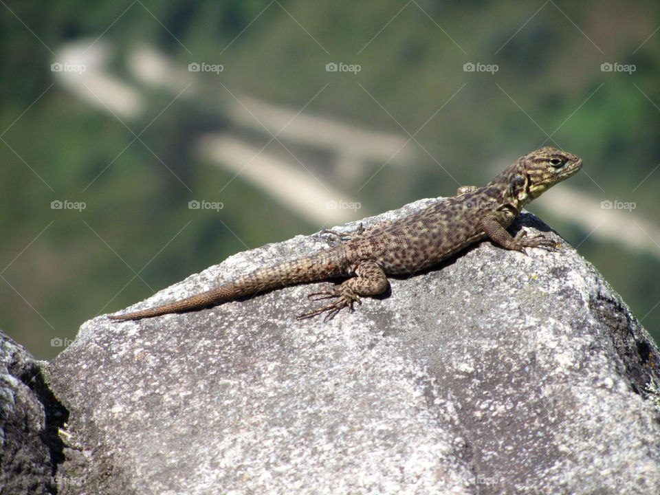 animal lizard close up neture by rom_freiman