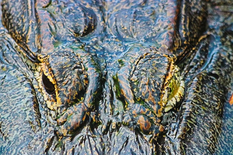 Alligator in fall