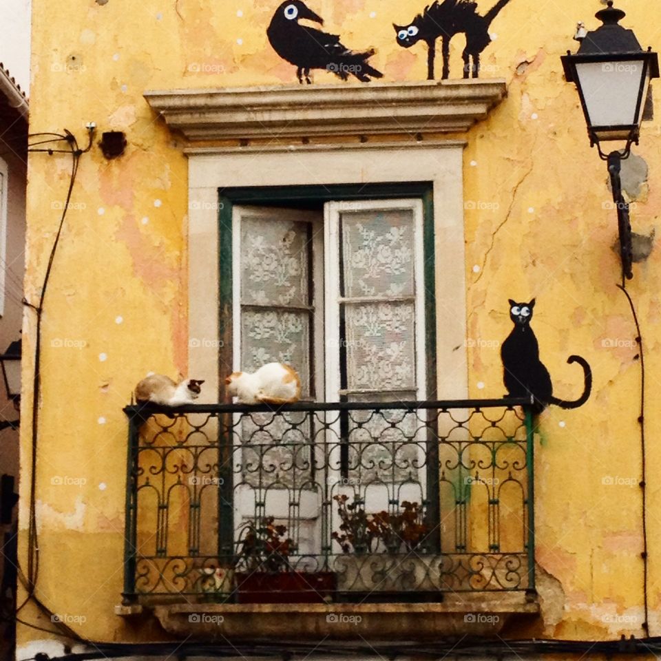 Cats. Leiria