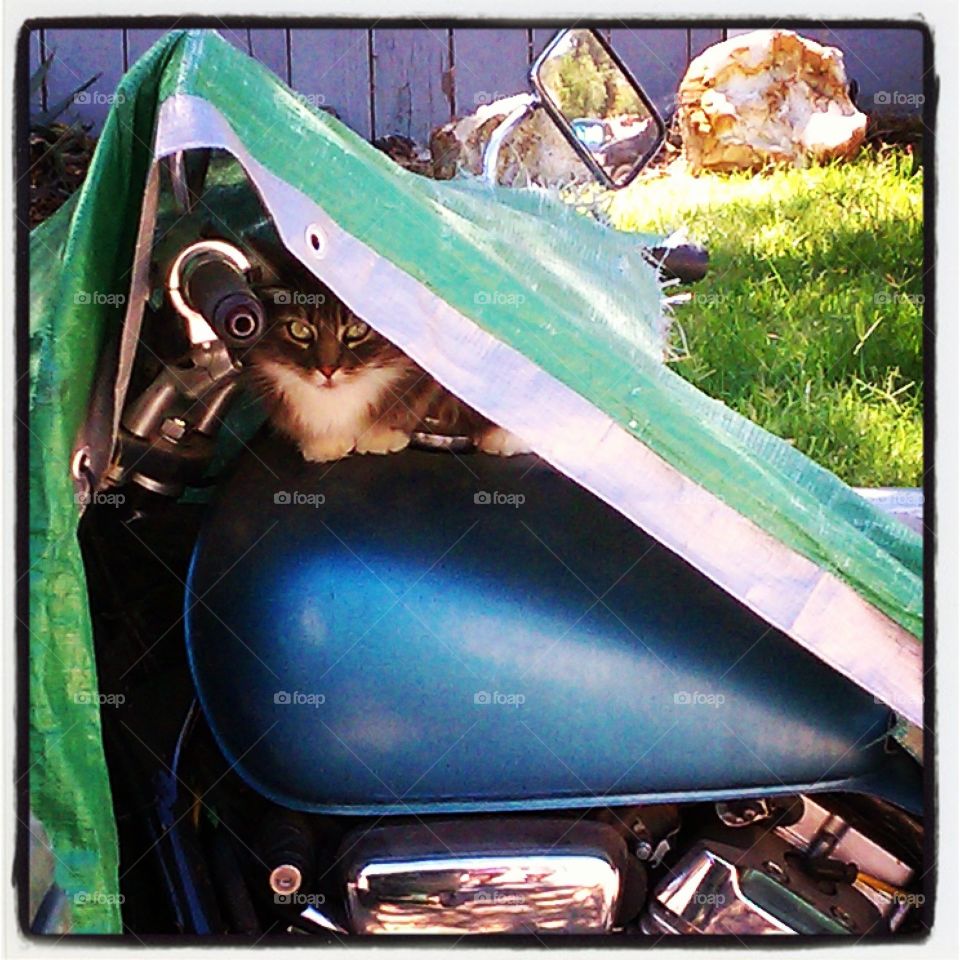cat on a bike. a cat hides under a tarp on a motorcycle in the summer in Paso Robles, CA