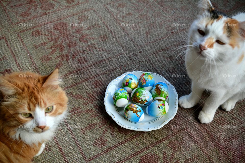 two cats pets and Easter eggs colorful spring holiday