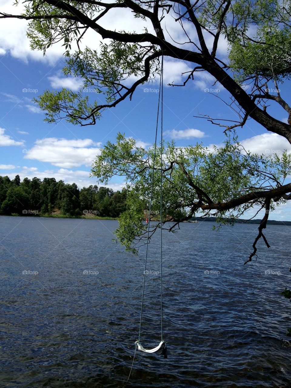 Swing hanging from tree at sea