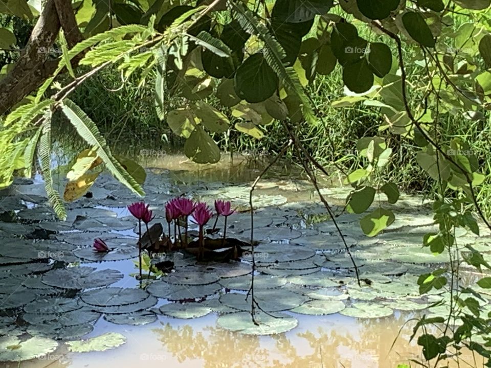 The stories of the nature, countryside (Thailand)