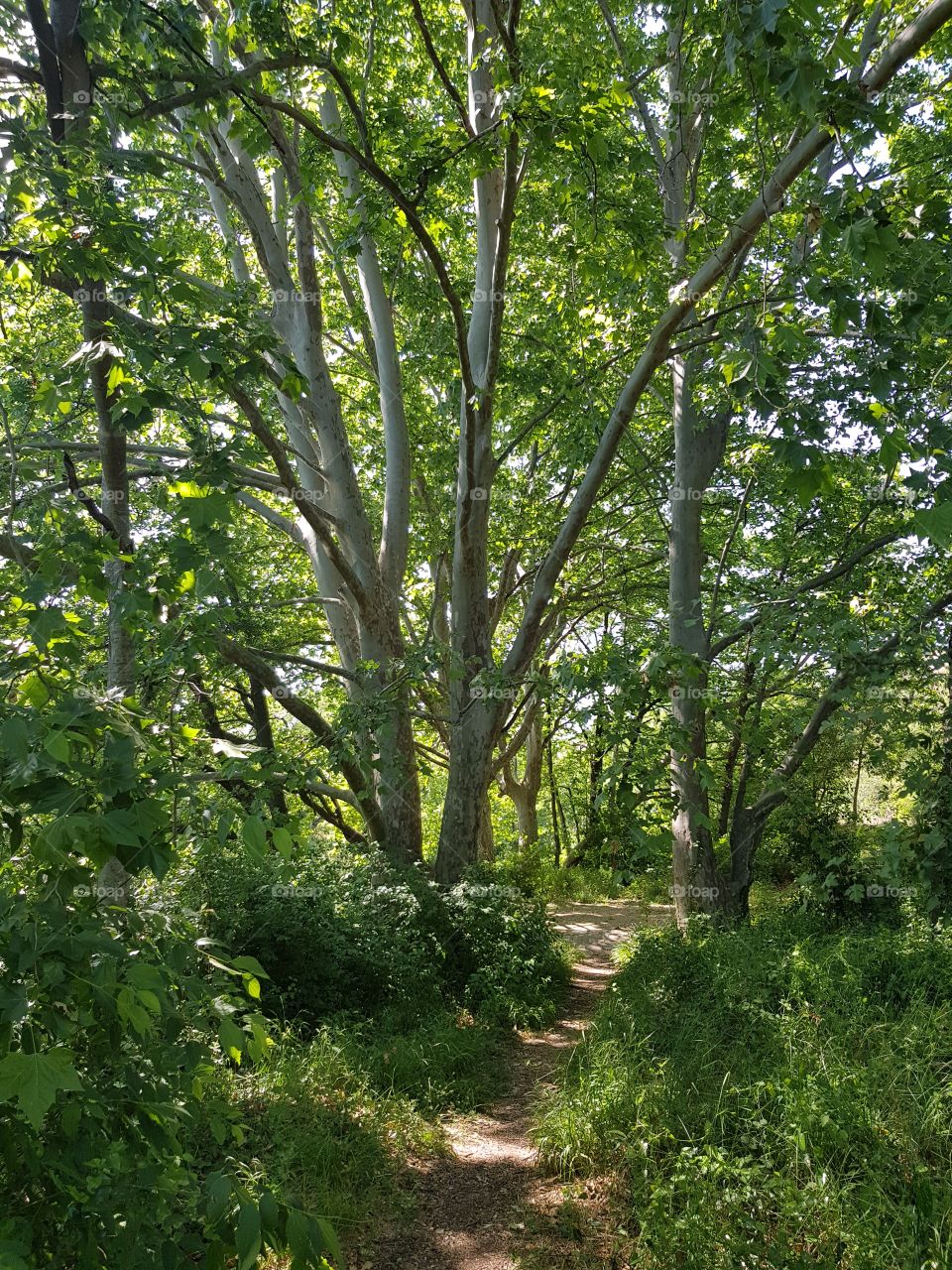 silence in the nature, summer time 🌳🌳🌳🌞🌞🌞