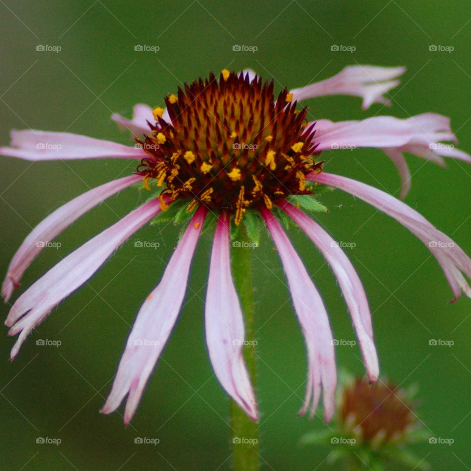 coneflower