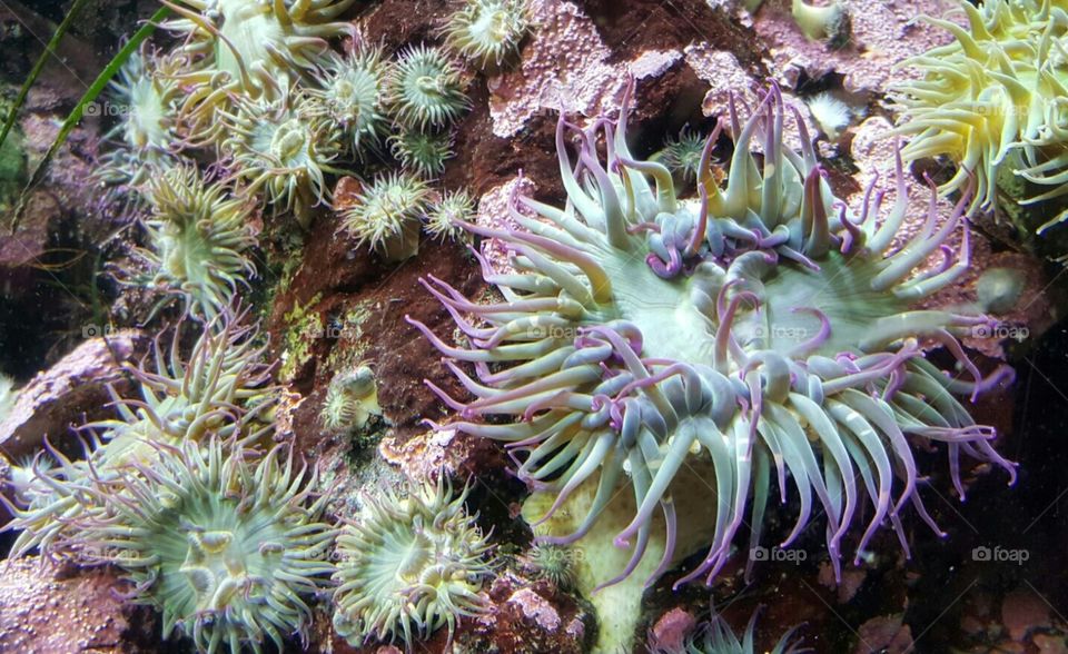 anemones in their glory atcthe aquarium