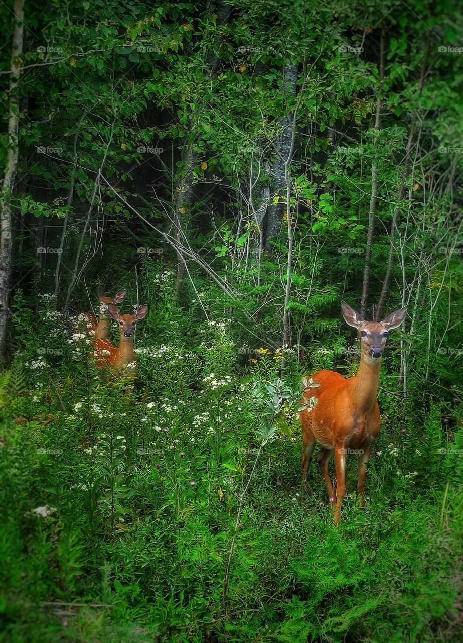 New Brunswick Canada forest 