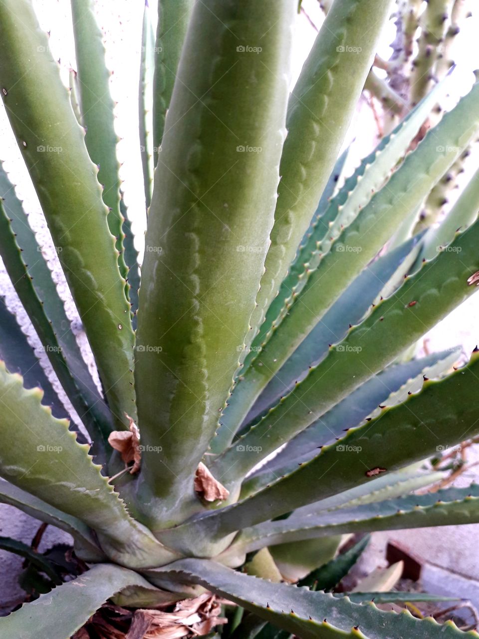 aloe vera