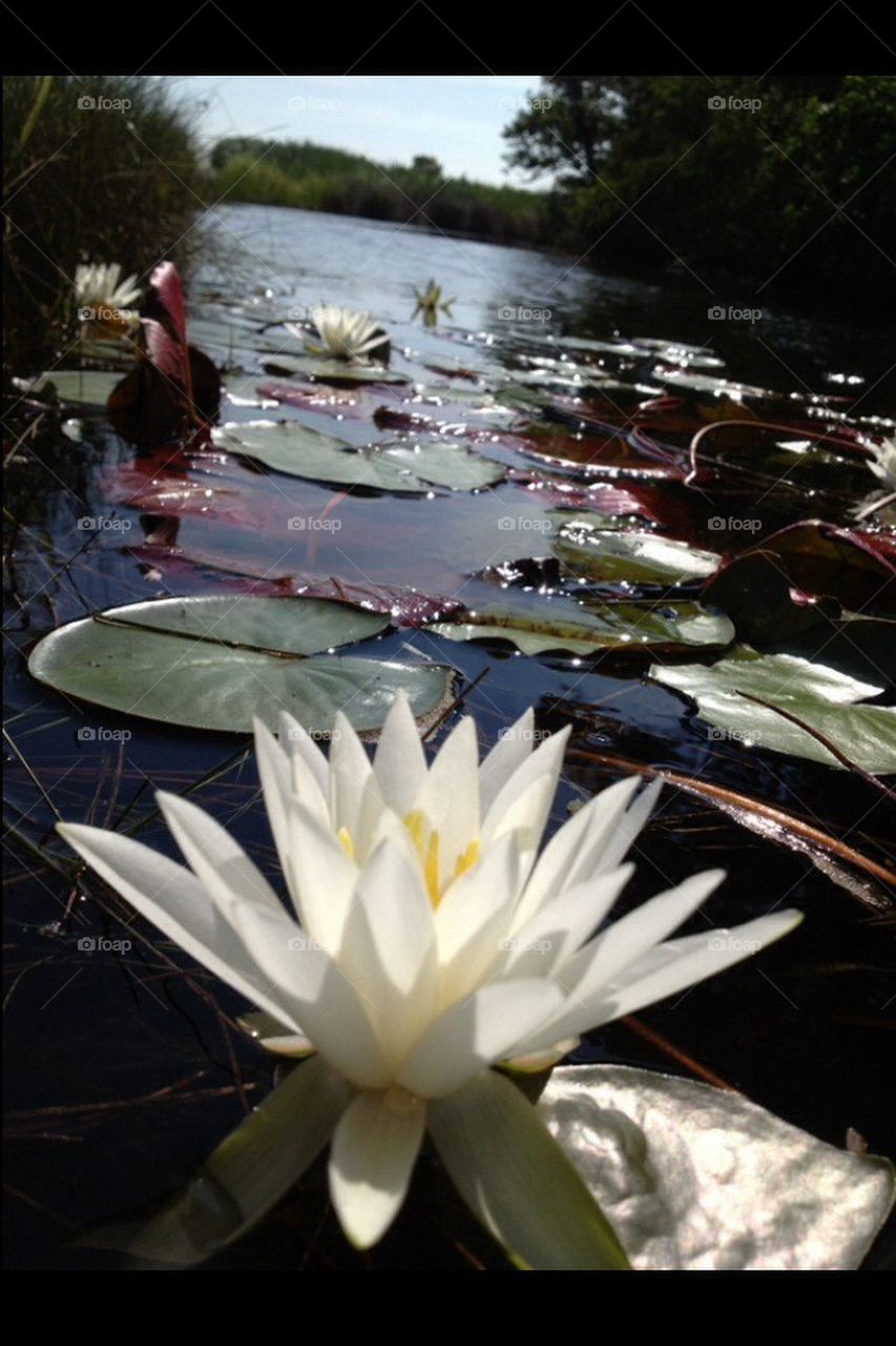 Lilly pads