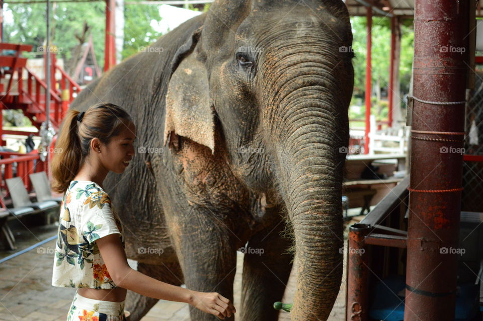 woman woth elephant bangkok thailand