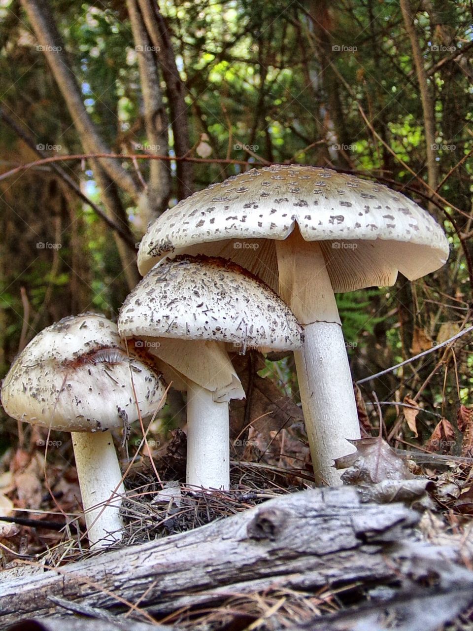 Trio of mushrooms 