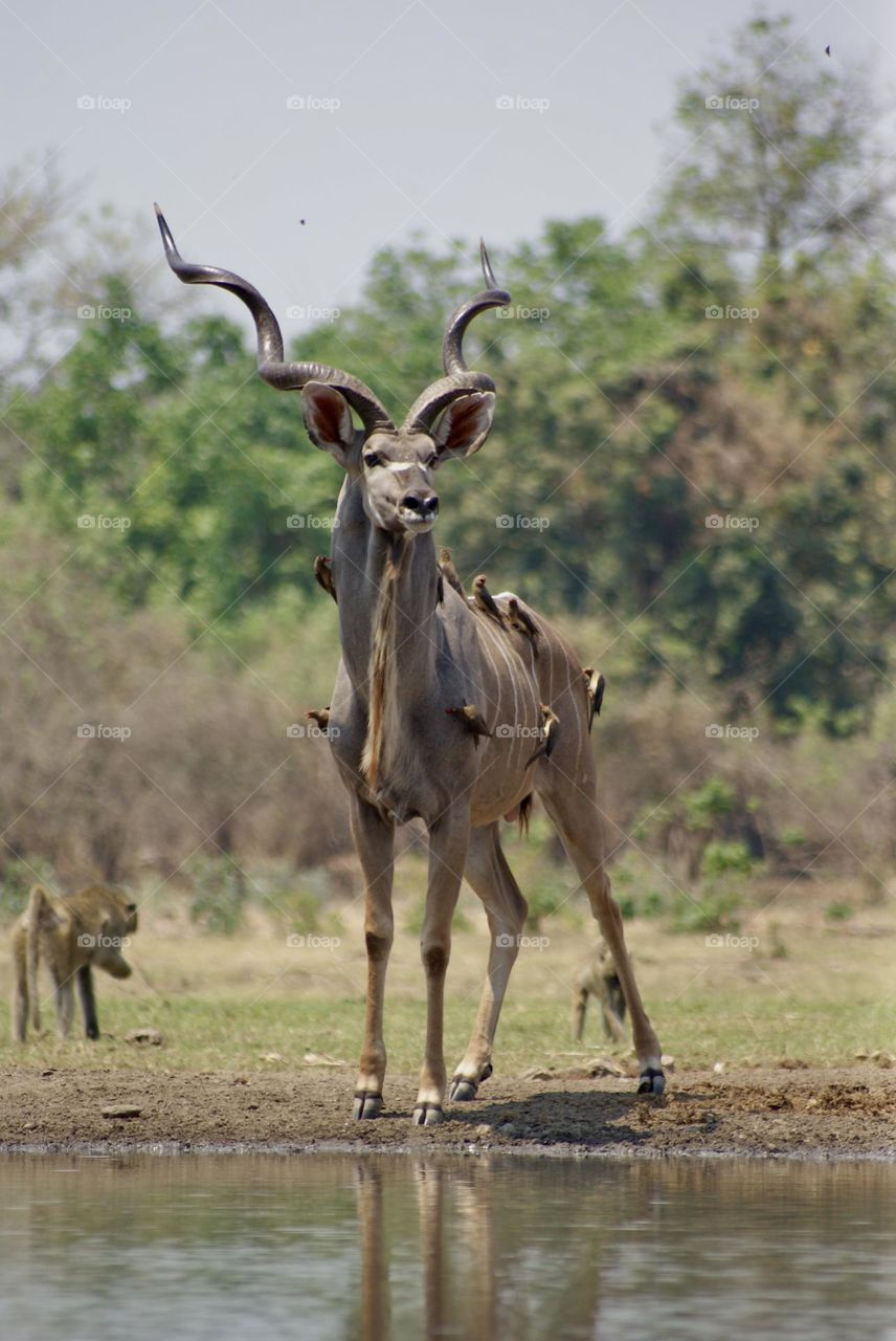 A kudu 