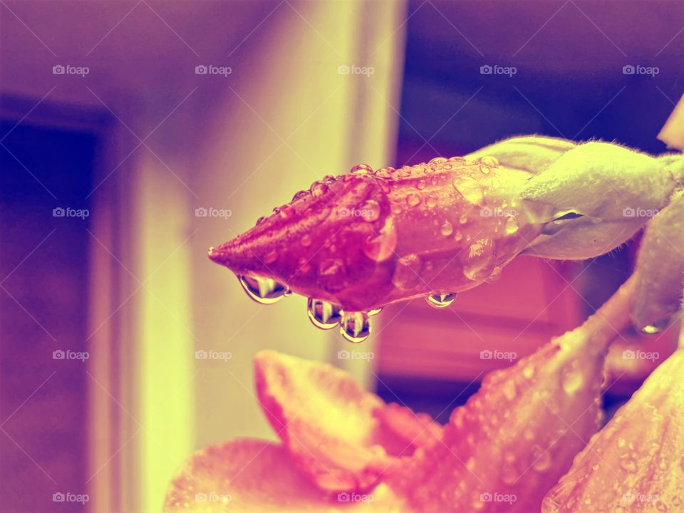 Floral photography  - bud  - rain drop