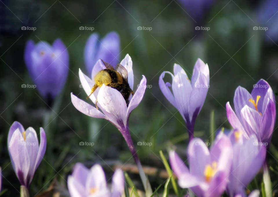 Bumblebee in the flower