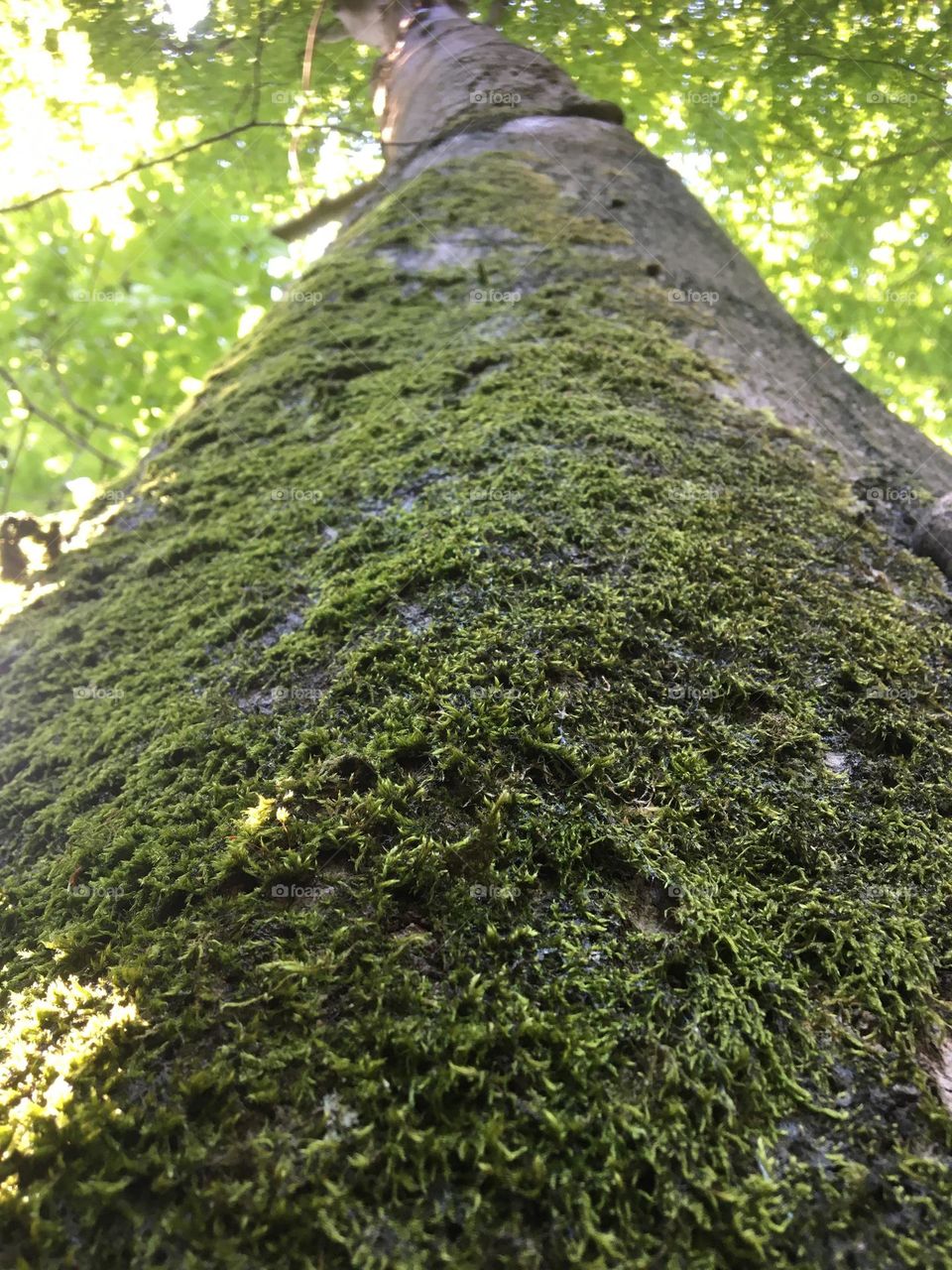 Tree trunk