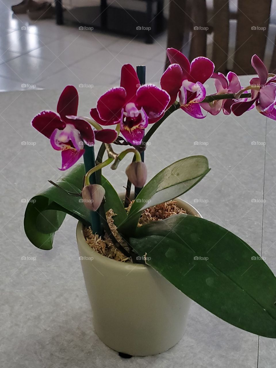 exotic miniature orchids