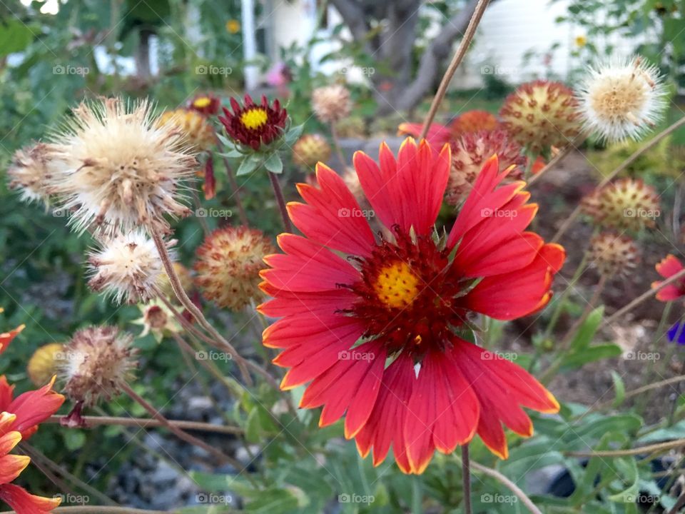 Red Flowers