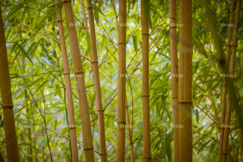 Bamboo, Leaf, Flora, No Person, Growth