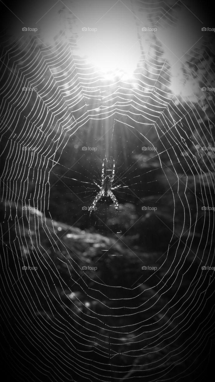 A spider in the middle og the web