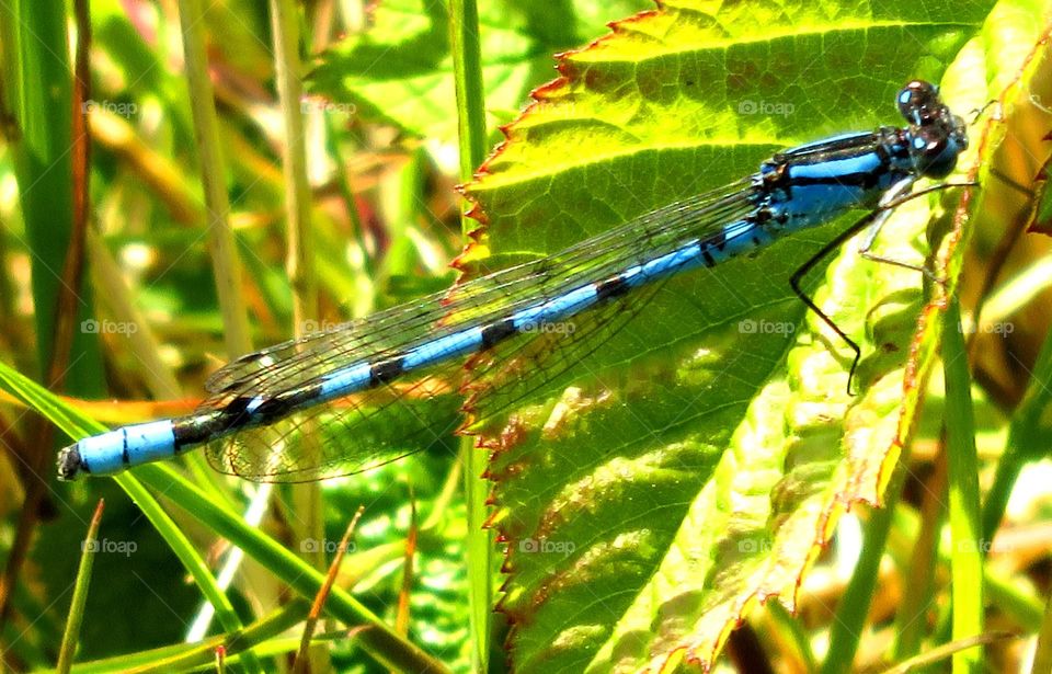 dragonfly 