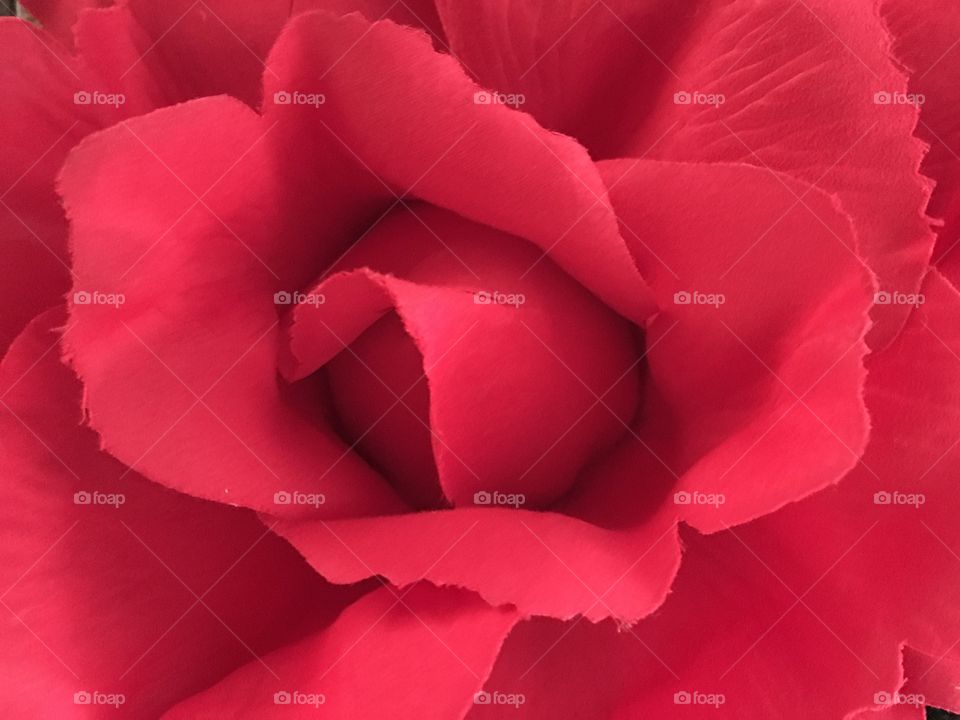 Red silk rose petals 