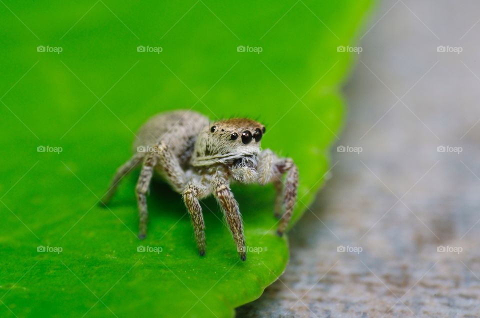 Jumping spider