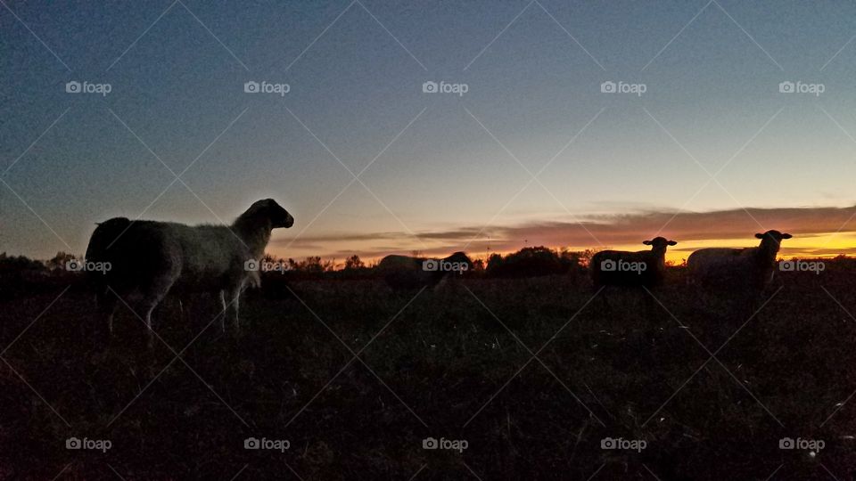 Sunset, No Person, Sheep, Landscape, Mammal