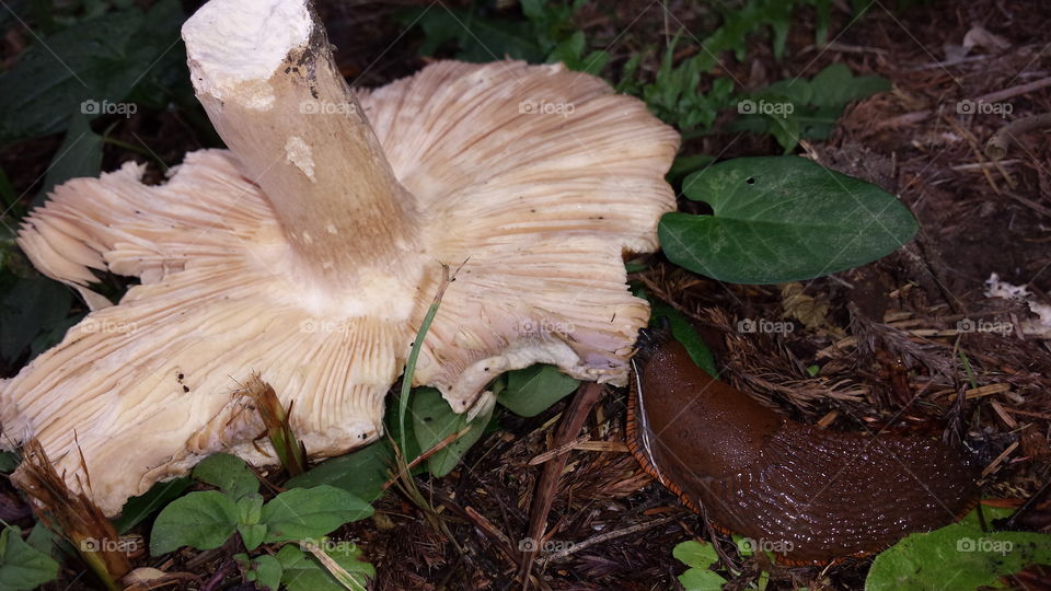 Mushroom, Fungus, No Person, Nature, Wood