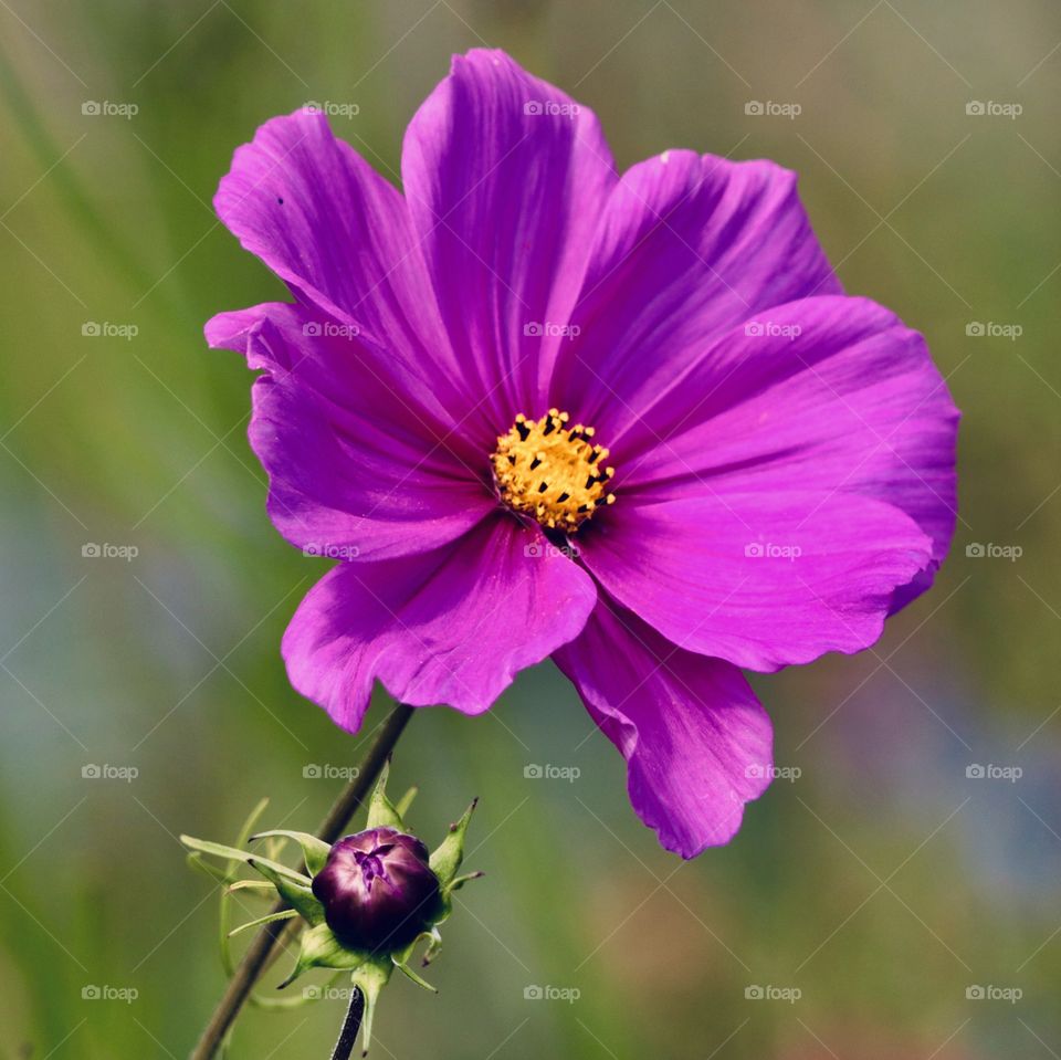 flower ( after editing on the phone ;) )