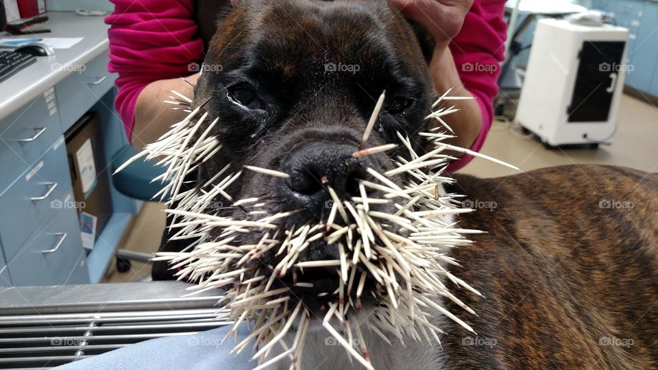 Porcupine Quills Dog