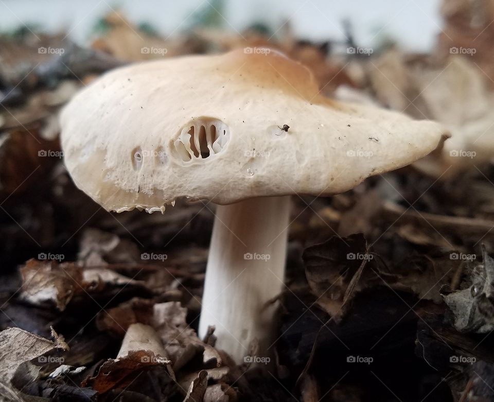 mushroom emerging from mulch and leaves.