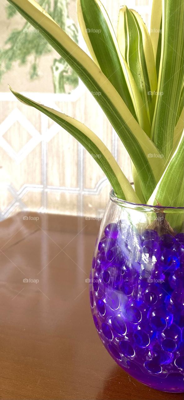 Blue gel spheres in a plant vase