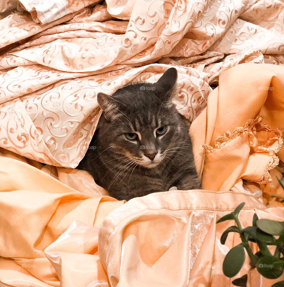 Cat in curtains