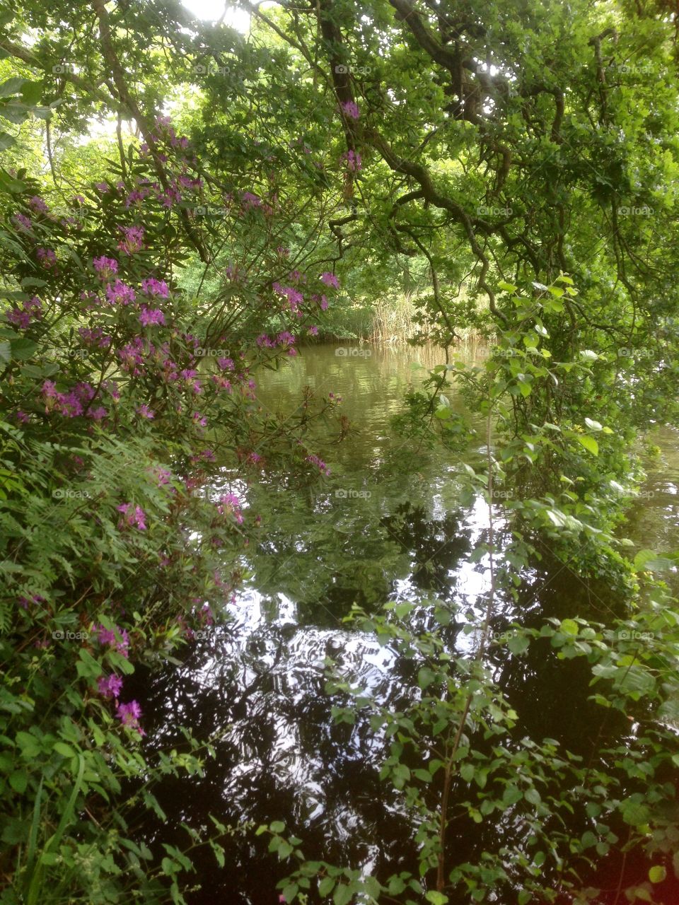 Reflections through the trees